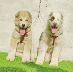 alabai dogs male female pair for sale