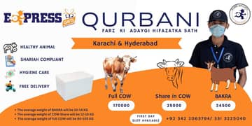Qurbani 2024 | aasaan Qurbani | wacha | Goat | Cow| ijtamai qurbani