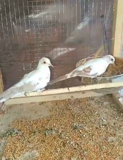 Super wash Quality Redpied 2 ready to Breed Pairs 0304,4976,220