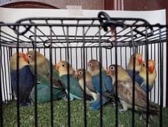 5 piece Parblue fisher and euwing parblue ficher  lovebird love parrot