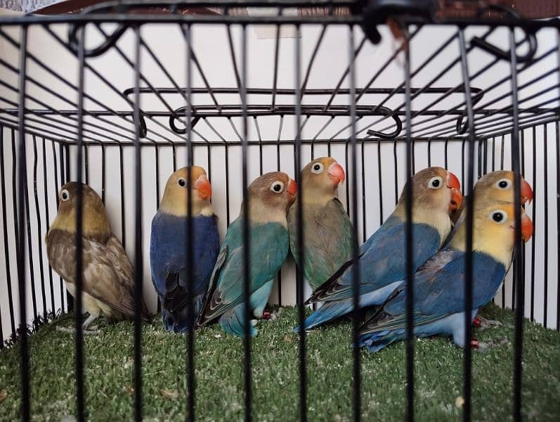 5 piece Parblue fisher and euwing parblue ficher  lovebird love parrot 1