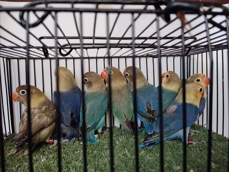 5 piece Parblue fisher and euwing parblue ficher  lovebird love parrot 2