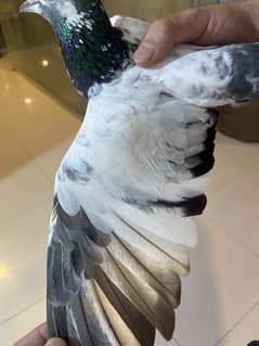 Gray Pigeon for sale