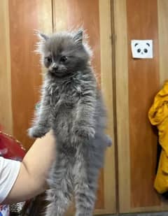 Cat | Kitten | Cat pair | Persian kitten | Tripple coat