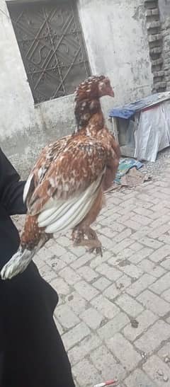 aseel hen available for sale.