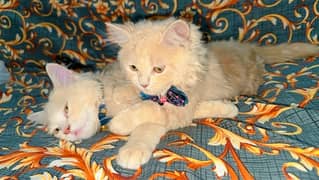 Persian cat pair for sale