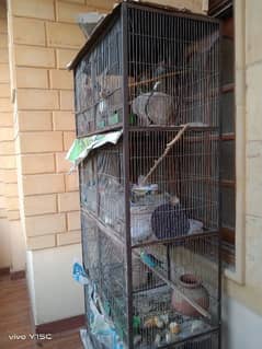 birds for sale and cages