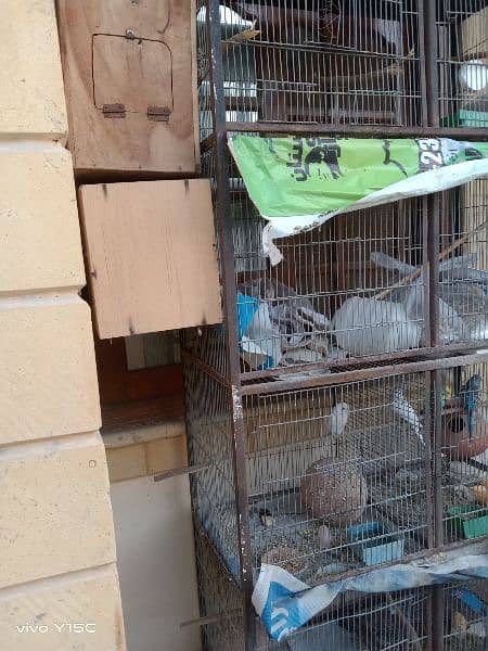 birds for sale and cages 1