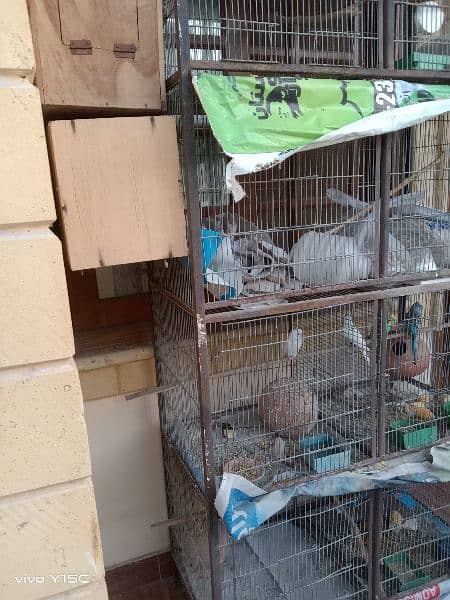 birds for sale and cages 2