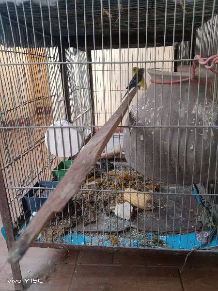 birds for sale and cages 3