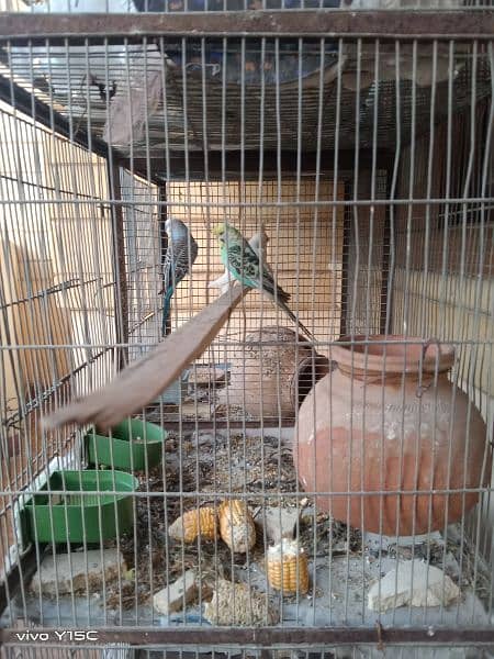birds for sale and cages 4