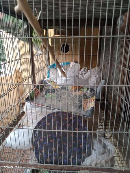 birds for sale and cages 5