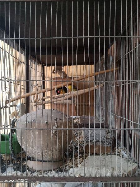 birds for sale and cages 6
