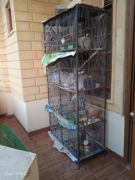 birds for sale and cages 7