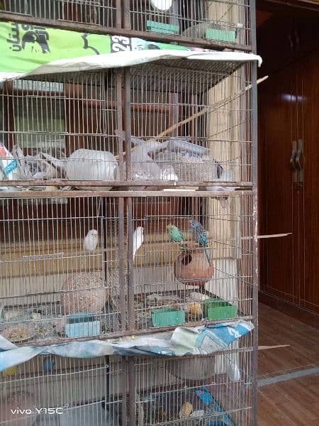 birds for sale and cages 8