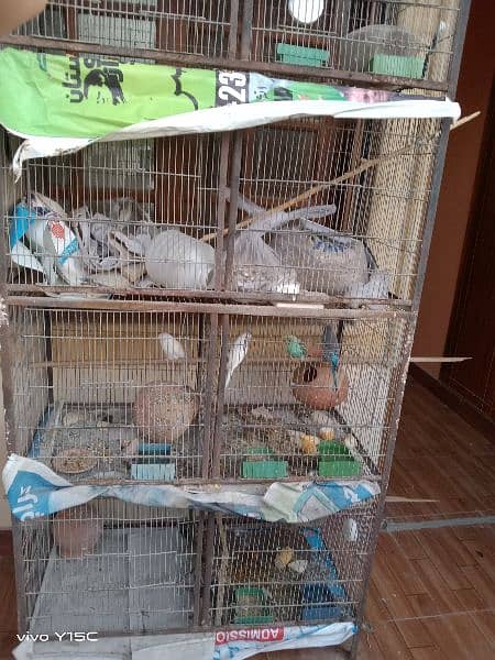 birds for sale and cages 9