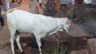 Rajhanpure Goat
