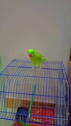ringneck parrot with cage