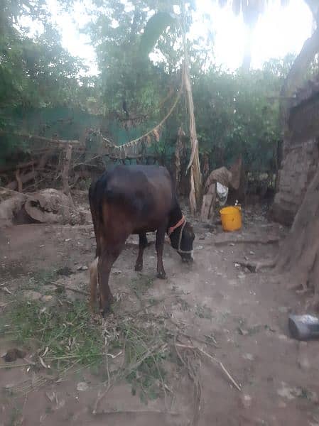 qurbani ka leya behtareen cow 0