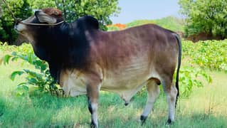 QURBANI BULLS | SAHIWALI COW | BACHRA | DESI JANWAR | CHOLISTANI COW