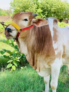 COWS | QURBANI BULLS | SAHIWALI COWS | CHOLISTANI COW | DESI BULLS
