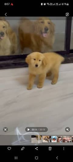 Golden retriever male puppy available for sale