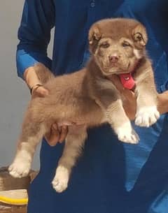 alabai dog 2 month male for sale security dog 0