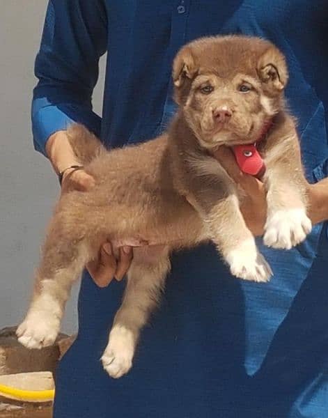 alabai dog 2 month male for sale security dog 1