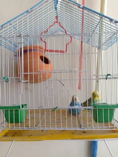 Autrailian parrot with cage