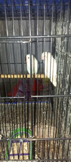 Albino black eye | and lottino pasnata red eye  available in 7000 pair 0