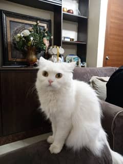 TWO PERSIAN CATS LOOKING FOR NEW HOME
