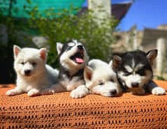 Siberian Husky Wolly Coat puppies