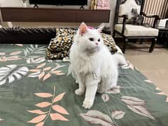 triple coat persian cat