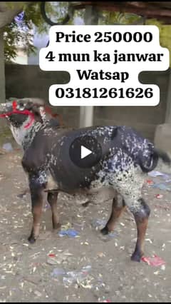 Bachra | cow | bull for sale