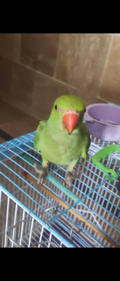 Hand tamed Parrot for sell