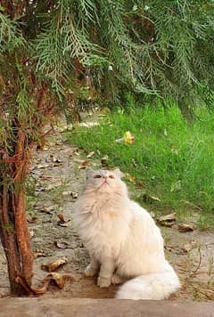 Triple Coat Persian Cat