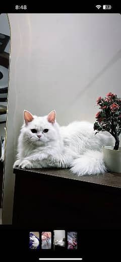 Persian cat Breeder female and kitten