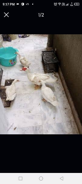 Muscovy female for sale egg lying 1