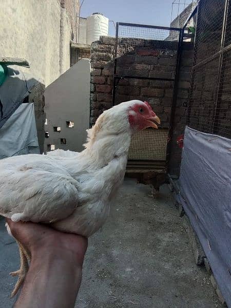 Aseel hen's eggs machine and cage Raja bazar Rawalpindi 11