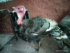 Black pair + White female Turkey