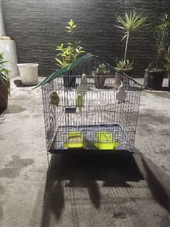 cocktail and Budgies pair for sale  with cage 0