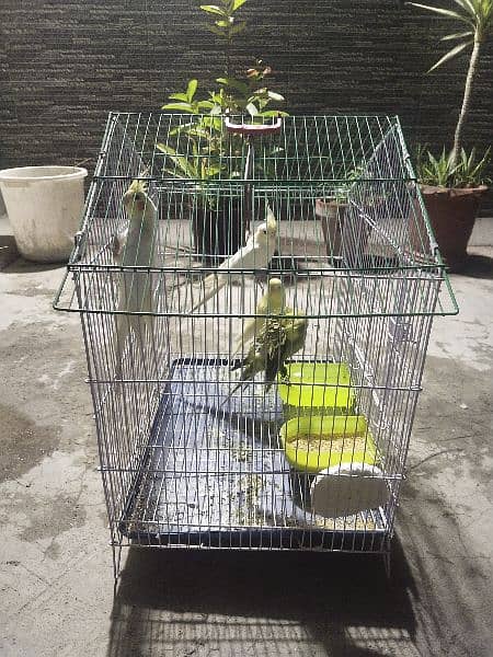 cocktail and Budgies pair for sale  with cage 1