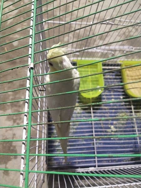 cocktail and Budgies pair for sale  with cage 3