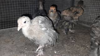 heavy buff chicks 03124043412