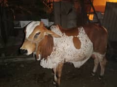 Qurbani Bull