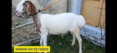 sheeps and goats for qurbani ( beautiful and pure breed)for sale
