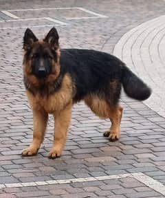 German shepherd 8 months old male available for sale 0