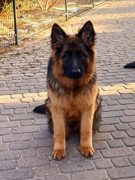 German shepherd 8 months old male available for sale 1