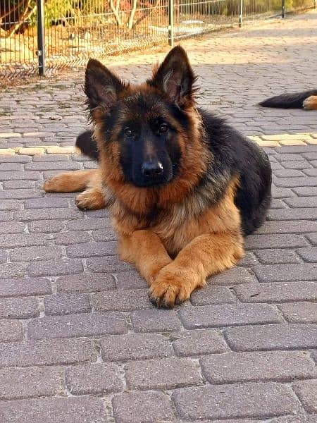German shepherd 8 months old male available for sale 2