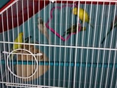 budgies for sale (paired)